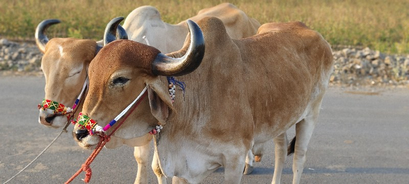 મારે બીએ ફરી જા...