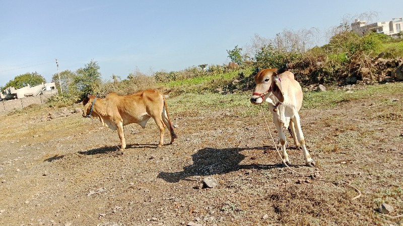 ભંડારીયા સુતારી...