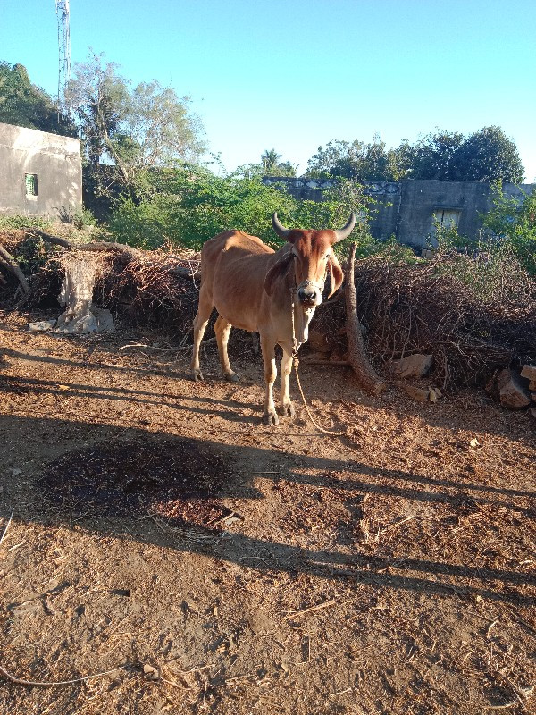 ગાય વેચવાની છે