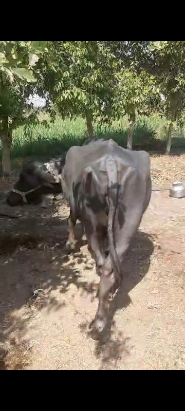 2જૂ વેતર