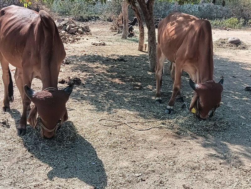 ગોંડલમાં વેચવાન...