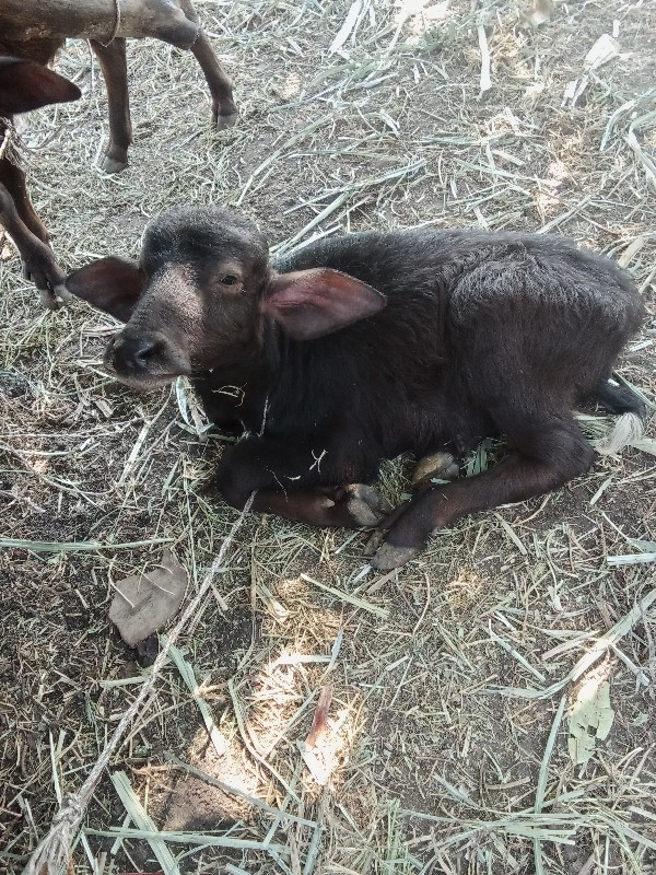 ભેંસ.વેચવાનીછે