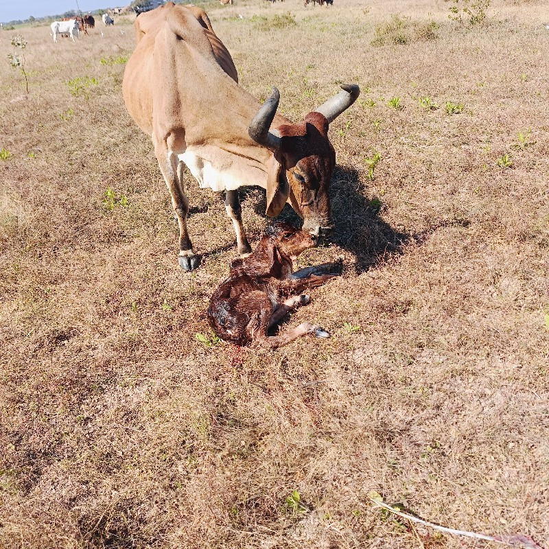 6 ગાયો વેસવાનીસ...