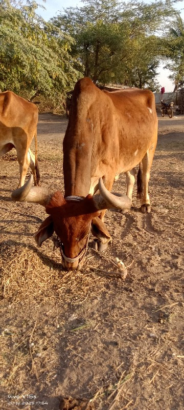 બડદ વેચવાના સે