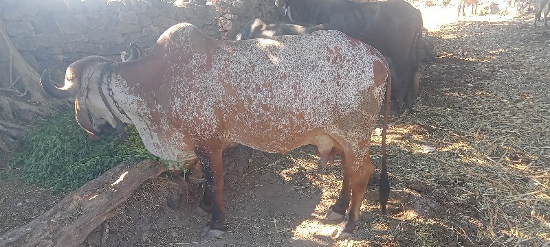 ગાય