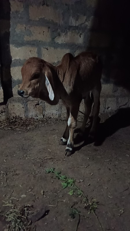 ગાય વેચવાની છે