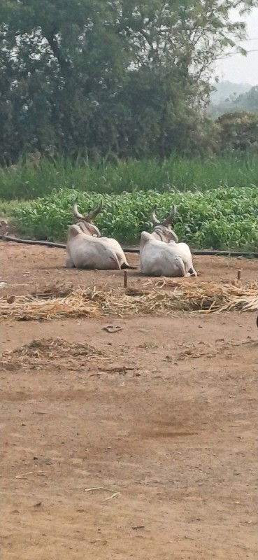 વેસવાના છે