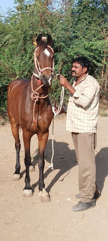 વછેરી ઘોડી વેચવ...