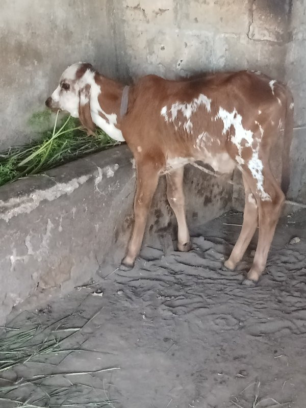 વાશડો મેમરી નો...