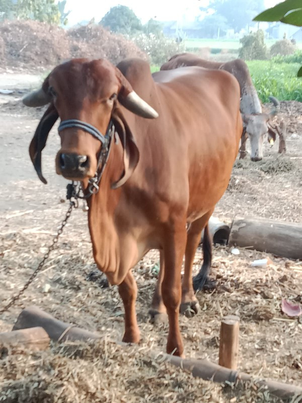 ગાય વેચવાની છે...