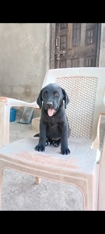 Labrador female