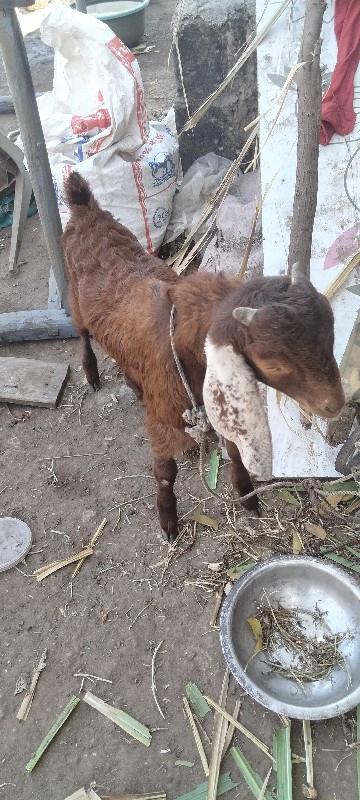 desi bakra bech...