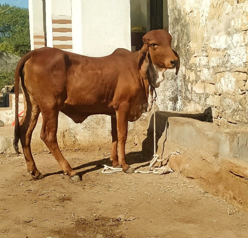 ઑરીજનલ ગીર વાછડ...