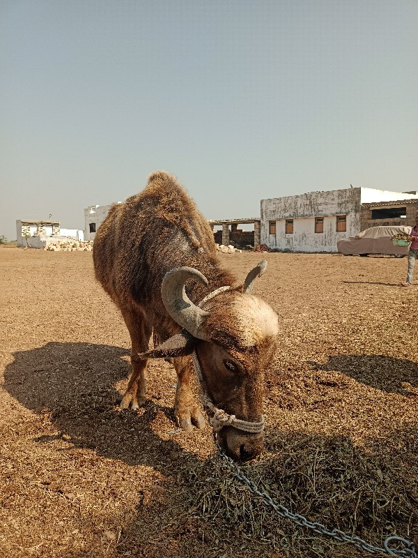 ભેંસ