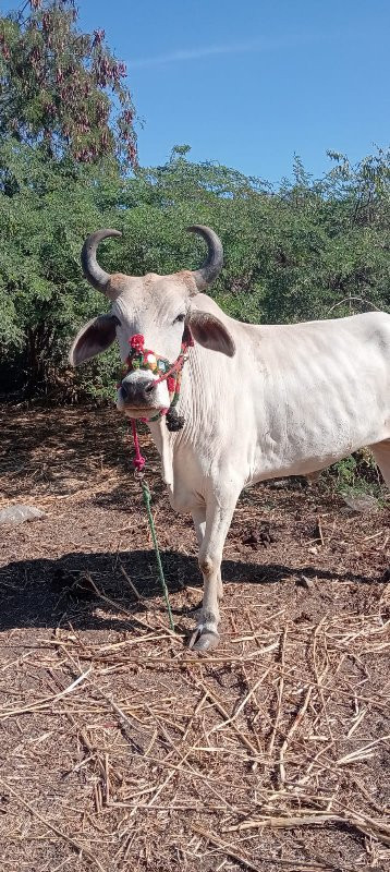 સાકીર