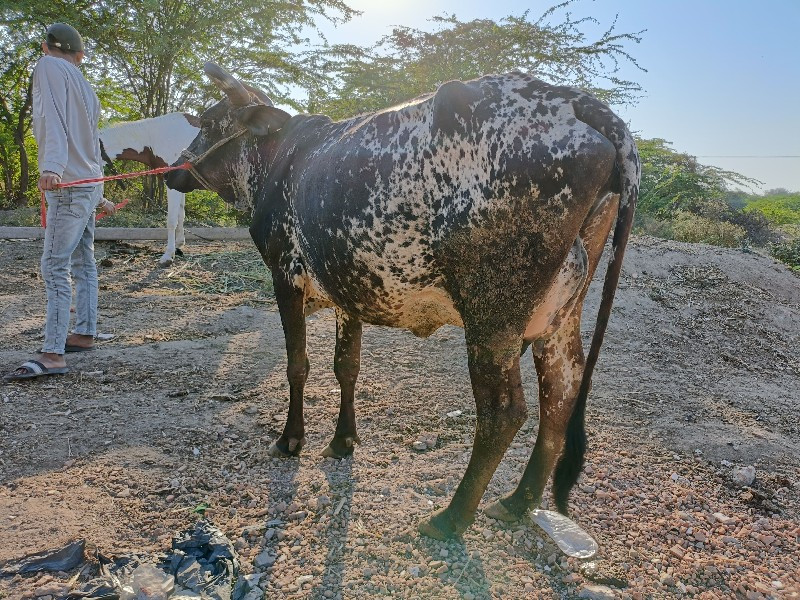 જશી ગિર કોચ