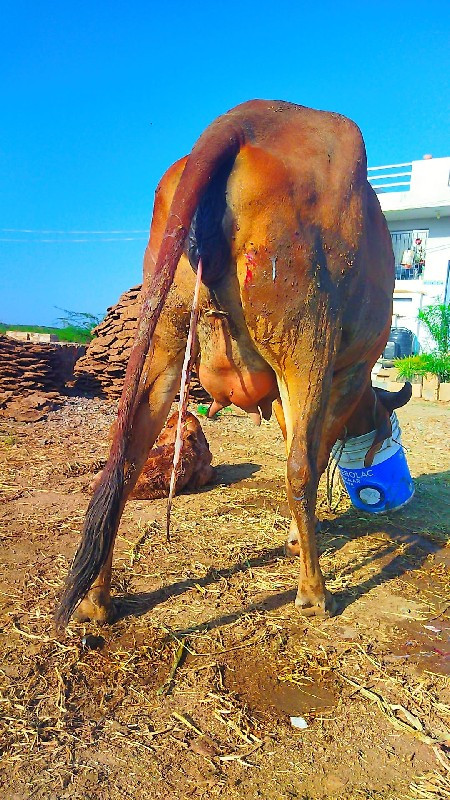 ગીર હોડકી વેંચવ...