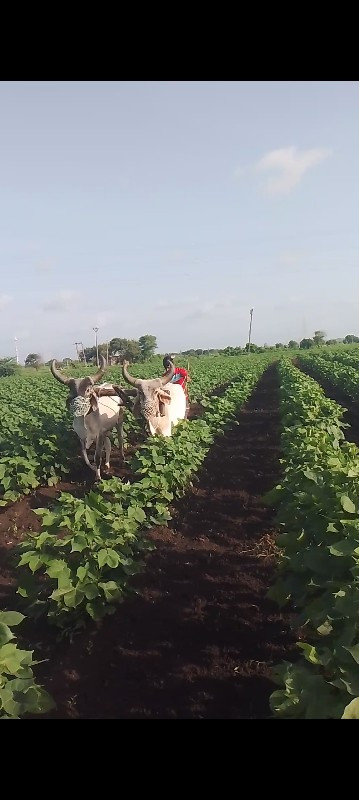 ગોઢલા વેચવાના છ...