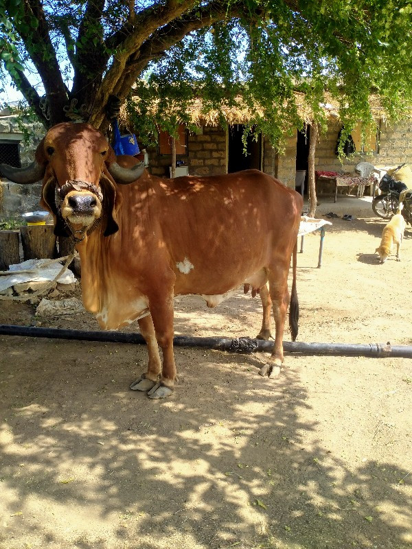 ગાય