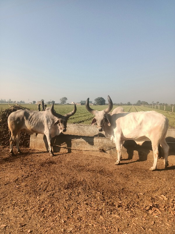 બળદ વેસાવા ના છ...