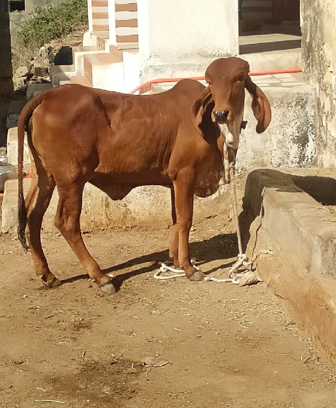 ગીર વાશડી છે