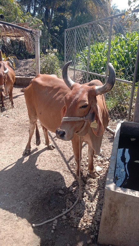 ગાય વેચવાનું છે...