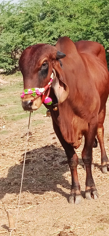 દેવીપુજક