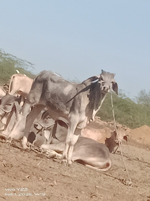 ગોઢલા વેચવાના છ...