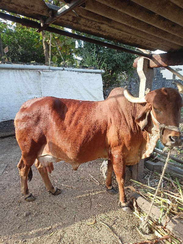 ગાય વેચવા ની છે