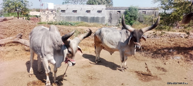 ગોદલા વેચવાના છ...