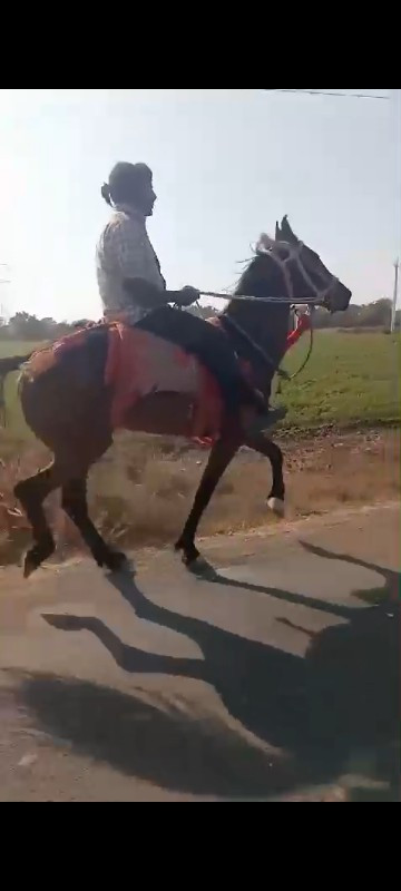 વછેરી ઘોડી વેચવ...