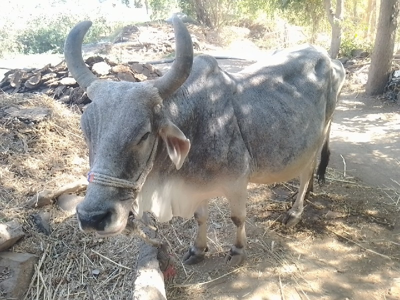 ગાય વેચવાની છે...