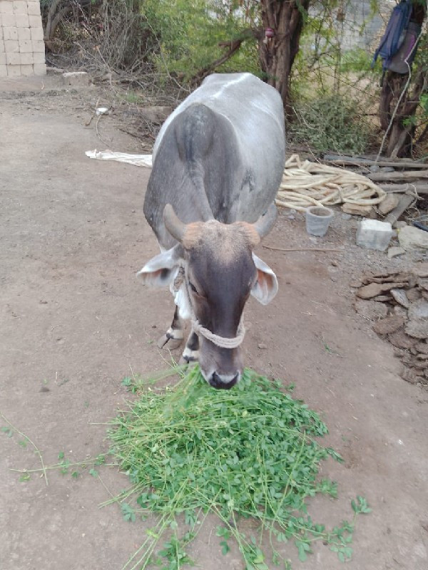 ગાય છે બીજુ  વે...