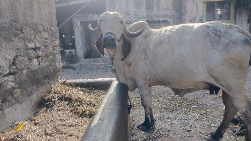 ગાય વેચવાની છે