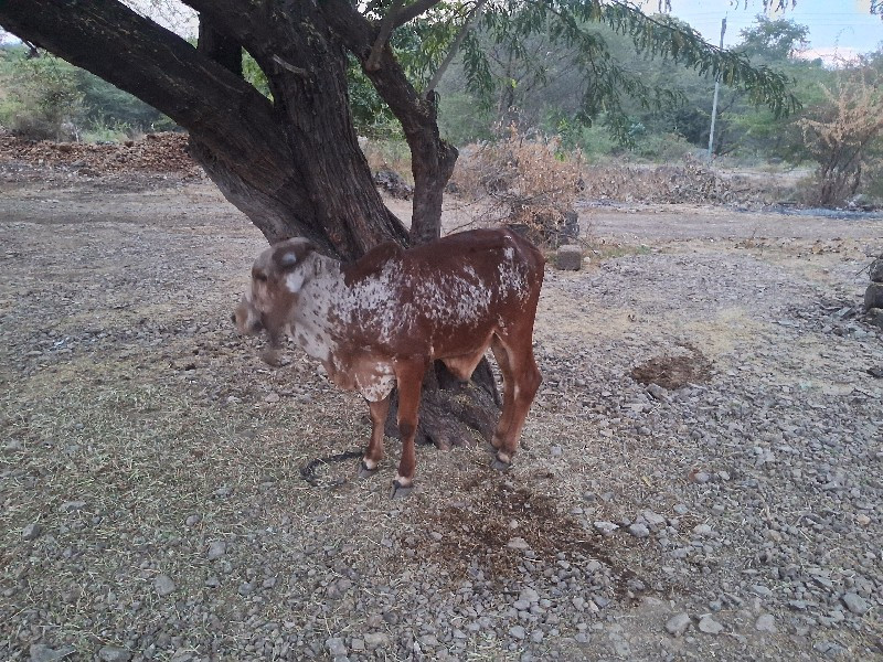 વાશડો