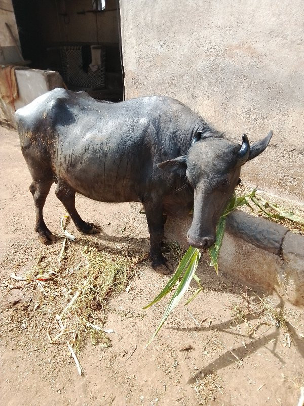 બંનીભેસવેસવાનીછ...