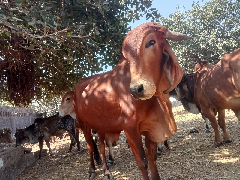 ખુટ વેચવાનો‌છે