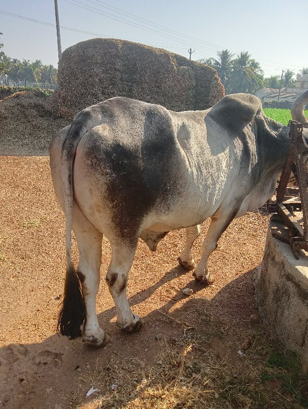 બળદ વેચવાનો છે.