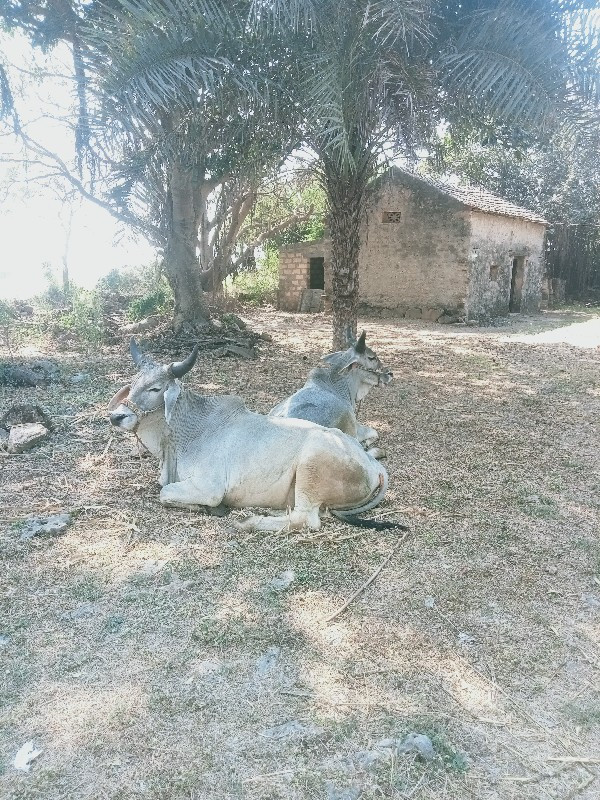 ગોઢલા વેચવાના છ...