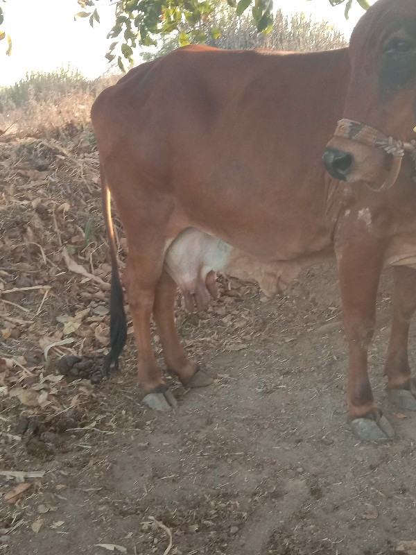 નવમહીનાઅનેઆઠદીવ...