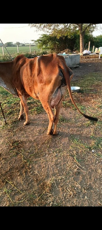 ગાય વેચવાની છે...