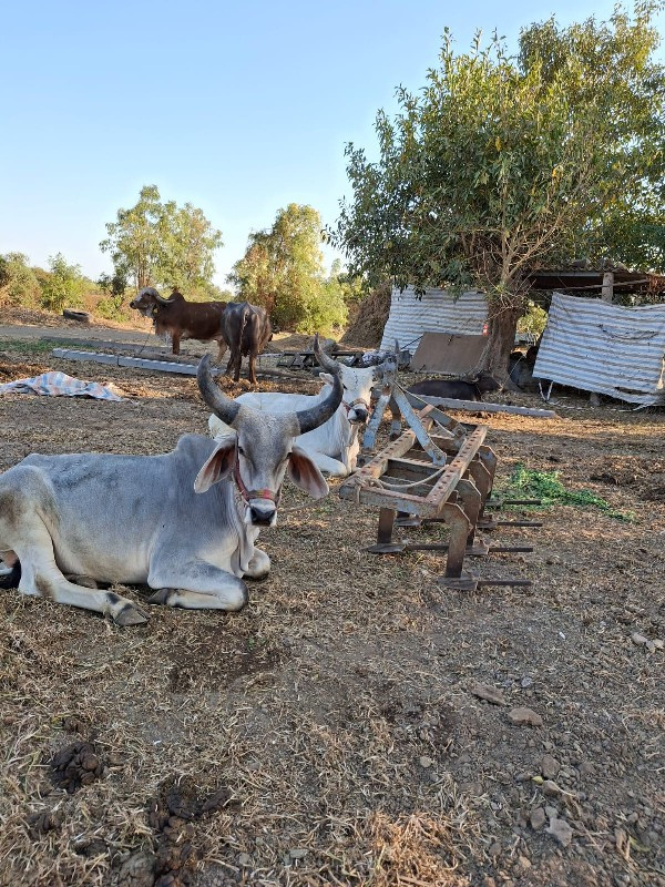 વેતા બળદ સે