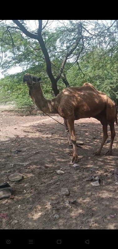 camel