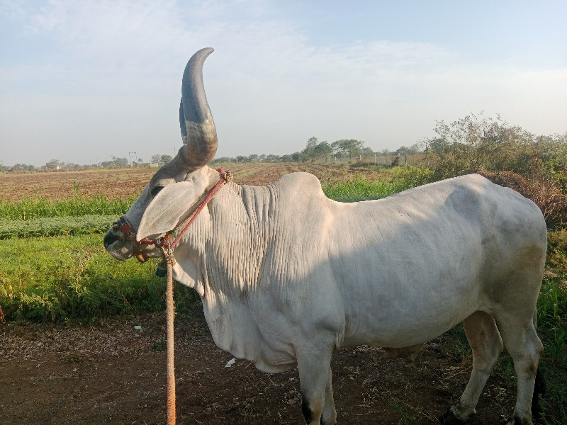 બરધવેચવાનોછે