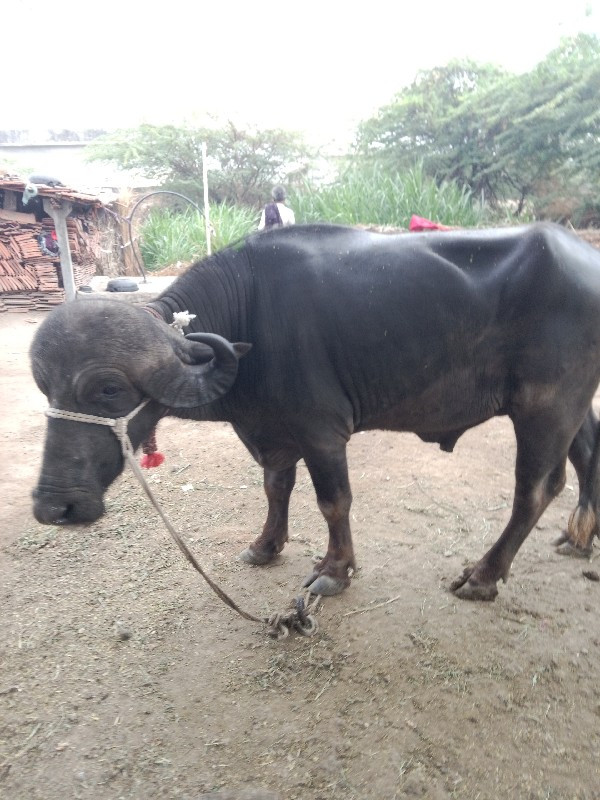 પડો વેસ્વા નો સ...