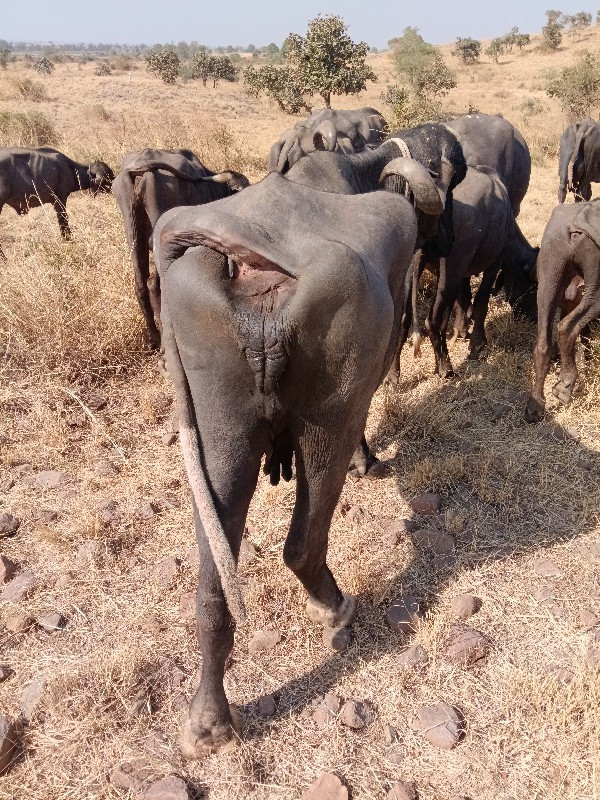 ભેંસ વેચવાની છે