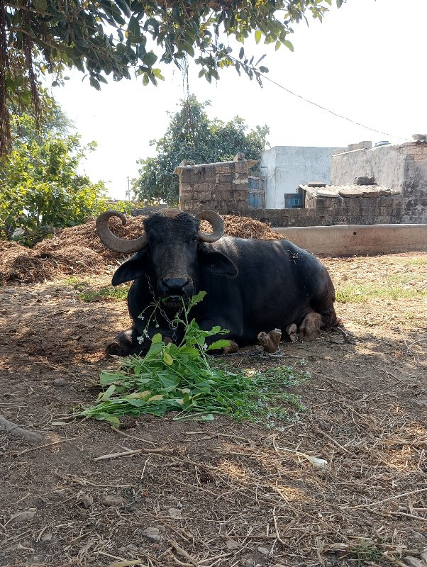 ભેંશ વેચવાની છે