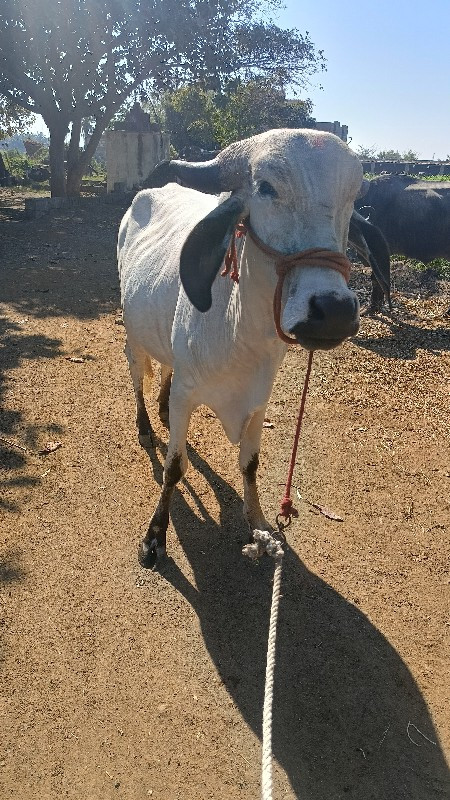 gir નિલડી હોડકિ...