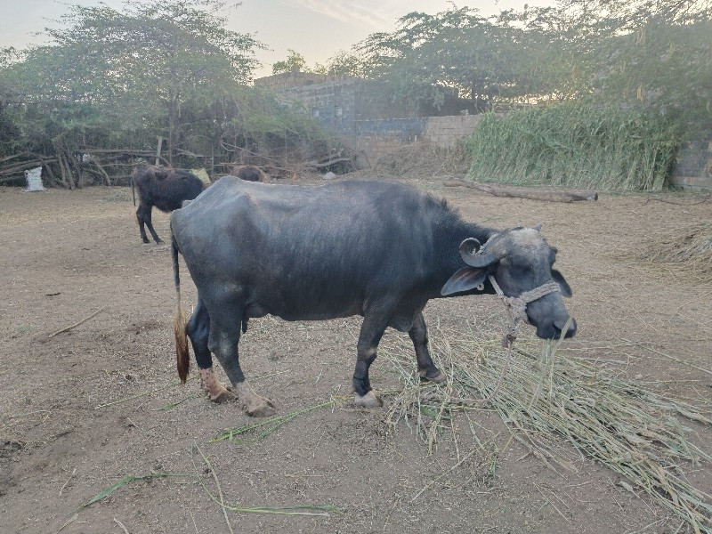 પેલું વેતર છે