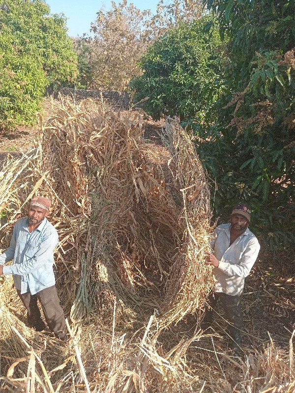 જુવાર ના પૂરા